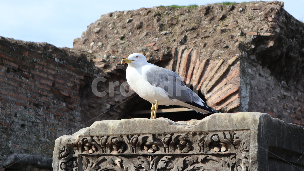 동물,animal,bird,새,seagull,갈매기,동물,animal,조류,새,birds