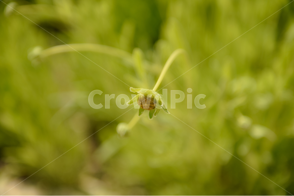 꽃,자연,접사,녹색,힐링,신선함,season,plants,nature,flower,sensible,feeling,색깔,색상,색채,색감,colorsense,colorsensitivity,feelingofcolor,감성,평온함,느낌,휴식,드라이플라워,초록