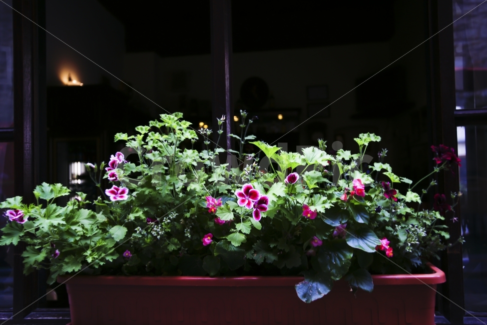 거리,장식,꽃,가계,분홍,녹색,식물,자연,plants,nature,꽃,flower