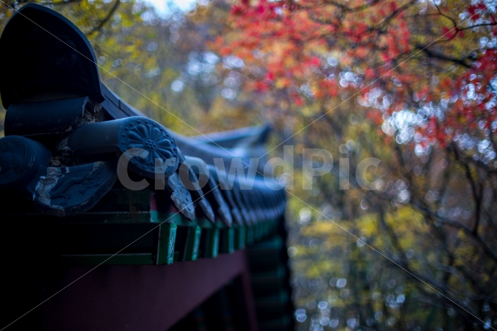 가을,단풍,절,기와,보케,분위기,고즈넉,가을,계절,fall,autumn,season,한국전통,한국문화,korean traditional,korean culture,건축물,건물외관,exterior,building,structure,architecture,construction