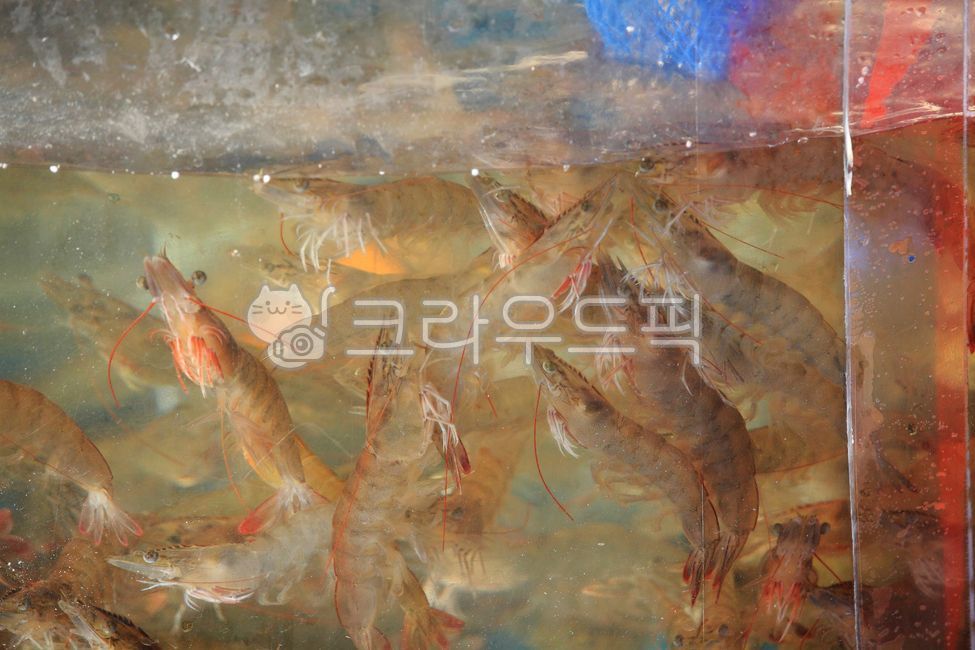 새우, 대하, 해산물, 소금구이, 해양생물, 사진,이미지,일러스트,캘리그라피 - fresh air작가