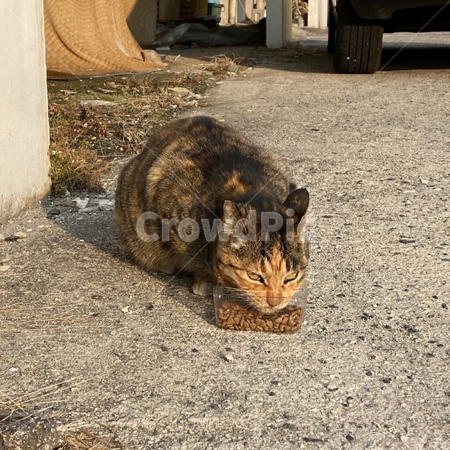 고양이,길고양이,길냥이,떠돌이,외로운,애완동물,동물,cat,animal,street,streetanimal