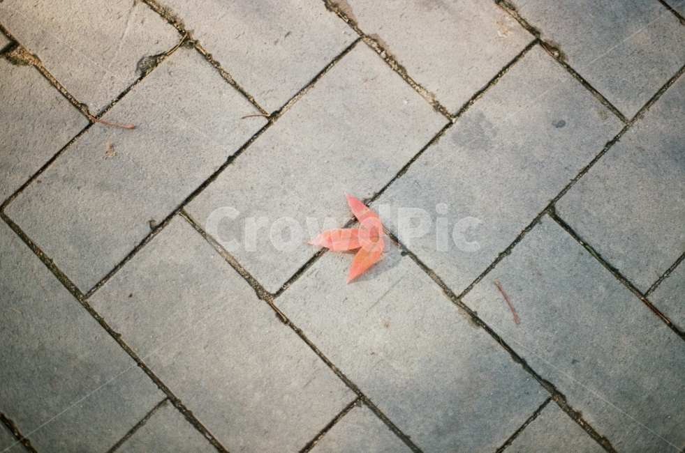 단풍잎,바닥,겨울,차가운,도시,생명,필름사진,감성사진,winter,film,그리움,생각,고독,가을,계절,fall,autumn,season,식물,자연,plants,nature,감성,sensible,feeling,leaf,잎,plant