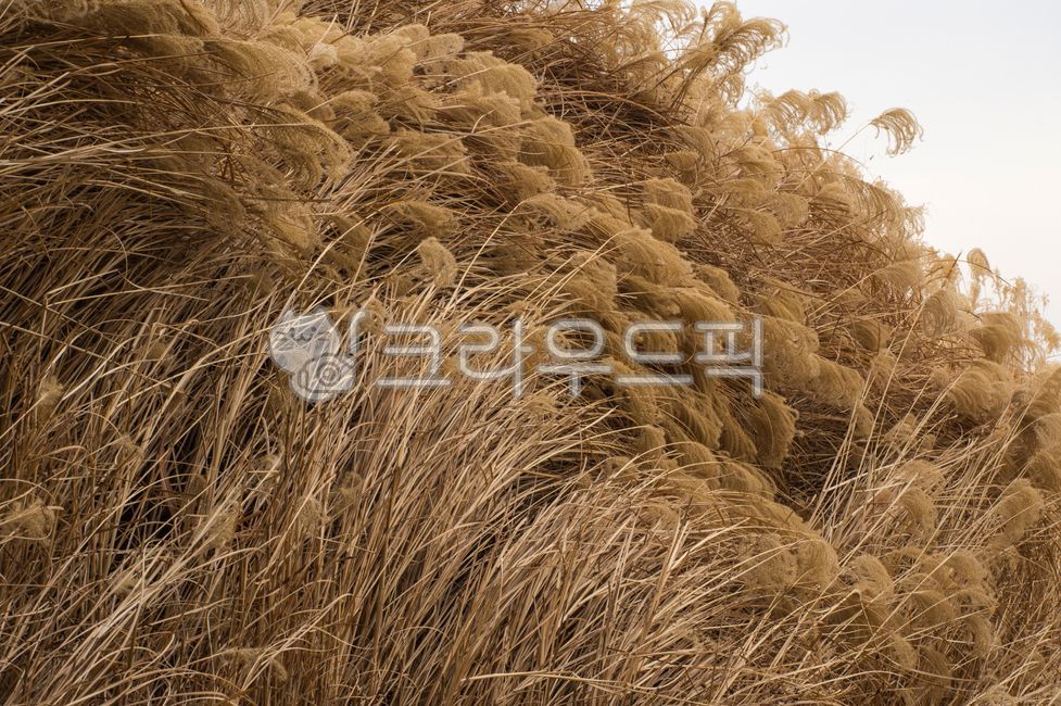 plant,식물,reed,갈대,갈대잎