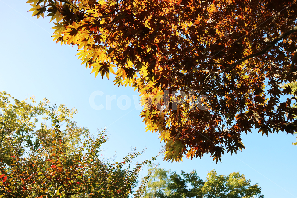단풍나무,가을,하늘,정원,공원,leaf,잎,plant,식물,tree,나무,maple,단풍,가을,계절,fall,autumn,season