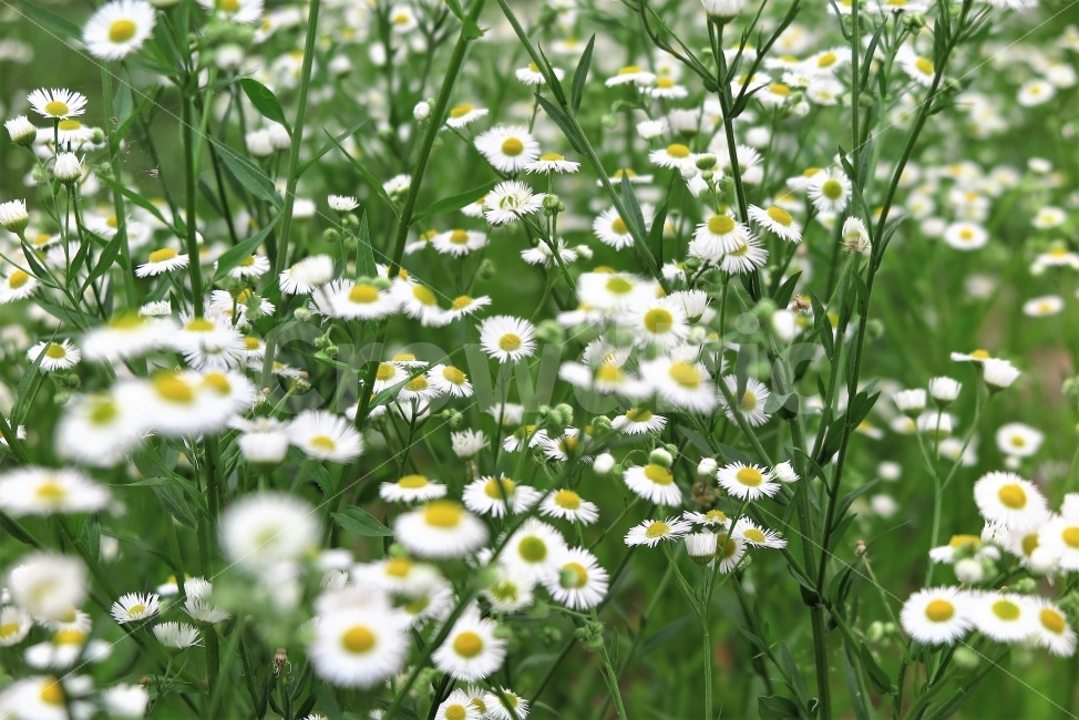 개망초,들꽃,꽃,흰꽃,식물,자연,꽃잎,풀꽃,식물,자연,plants,nature,꽃,flower