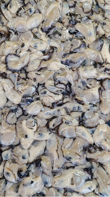 굴,어패류,해물,수산물,먹거리,oyster,음식,푸드,seafood,연체동물,food,수산시장,어시장,해산물,식자재,식재료,국내산,토종,국산,해양생물,배경,바탕,백그라운드,싱싱한,횟감용,젓갈용,신선한,fresh,고단백,보양식,수산물,해산물,fishery products,seafood