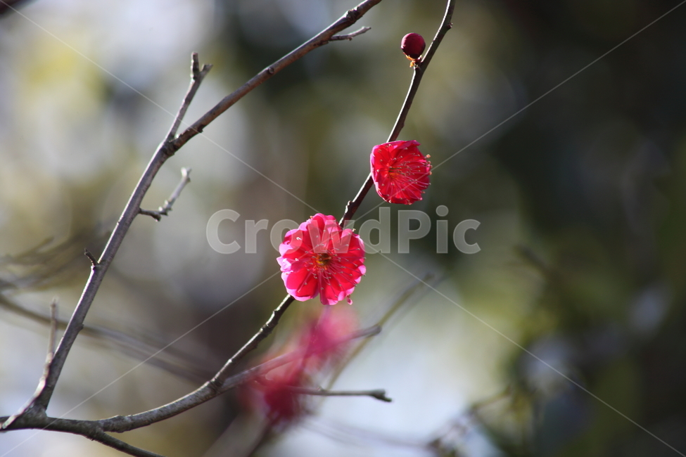 매화,홍매화,식물,japaneseapricot,prunusmume,봄꽃,봄,식물,자연,plants,nature,꽃,flower