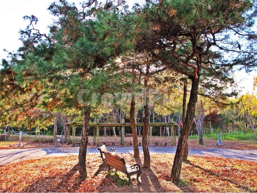 전주,소나무,가을,공원,가을풍경,가을,계절,fall,autumn,season,식물,자연,plants,nature,나무,trees,wood,휴식,힐링,rest,relaxation,healing,furniture,가구,plant,tree,bench,벤치,tree trunk,나무 줄기