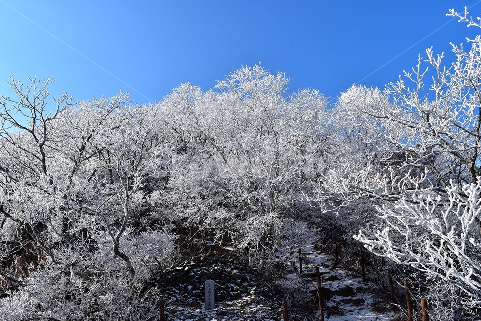 소백산,눈꽃풍경,상고대,겨울풍경,국립공원,겨울동화,힐링,감성,아름다움,뷰티풀,설국,눈풍경,파란하늘,100대명산,겨울명산,설경,서리꽃,snow,landscape,눈,화이트,자연,신비로운,경이로운,천상,비경,치유,산,명산,자연풍경,늦가을,영주,단양,풍기,희방사,삼가리,비로봉,연화봉,겨울,계절,winter,season,자연,풍경,nature,landscape,outdoors,옥외