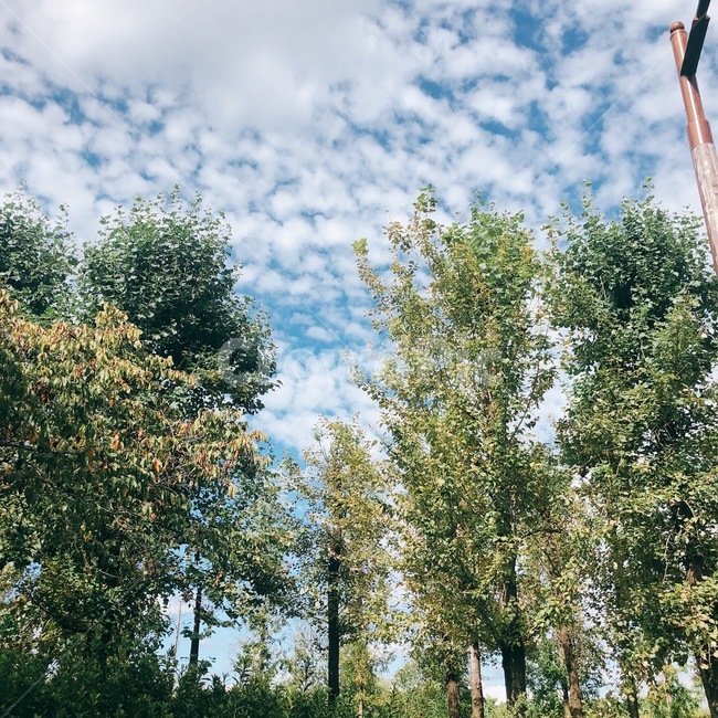 구름,하늘,나무,풍경,sky,파란하늘,cloud,tree,자연,풍경,nature,landscape,plant,식물