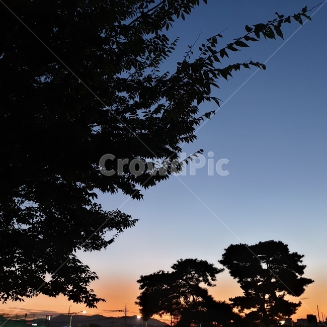 저녁,저녁풍경,하늘,저녁하늘,나무,노을,해질녘,풍경,가로등,식물