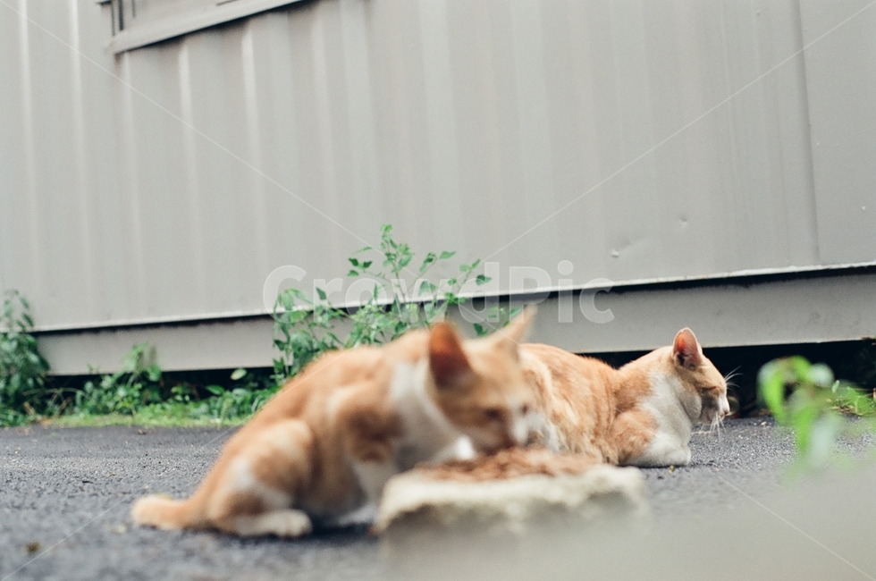 귀여움,야옹,반려동물,cats,mammals,animals,cute,meow,pets,mammal,포유류,cat,고양이,pet,abyssinian,동물,animal,아비시니안,manx,동물,animal,포유류,mammal,고양이,cat,kitten,kitty