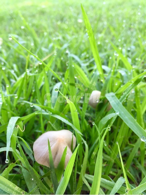 감성사진,자연풍경,이슬,잔디,버섯,여름,식물,자연,plants,nature