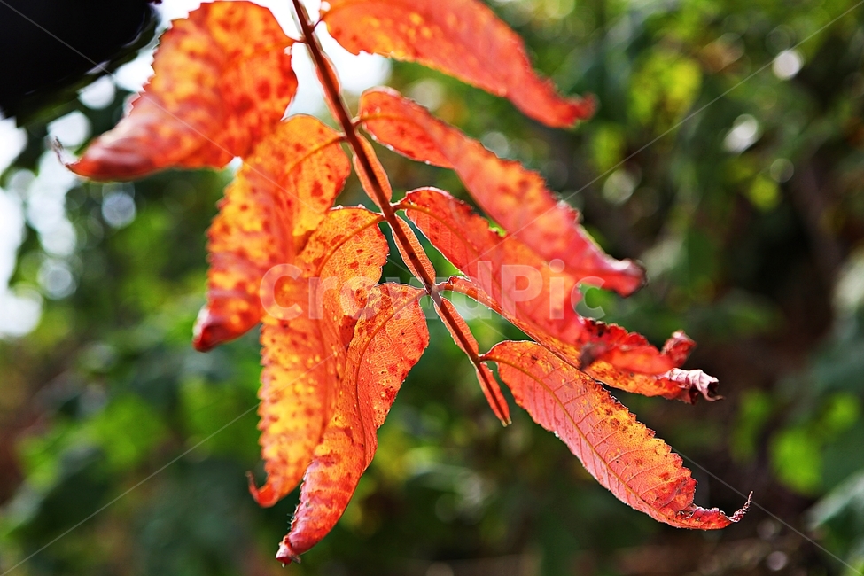 단풍,낙엽,가을,잎,식물,자연,계절,감성,색,색상,나무,공원,가을,계절,fall,autumn,season,plant,leaf,veins,정맥,tree