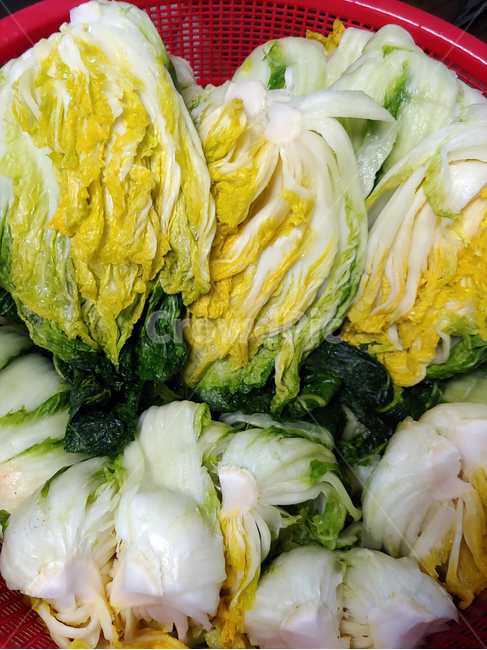 김장,김치,배추,배추김치,열무,열무김치,반찬,매운,찬,한국음식,전통음식,음식,식재료,요리,food,cook,meal,dishes,food reserves,채소,야채,vegetables