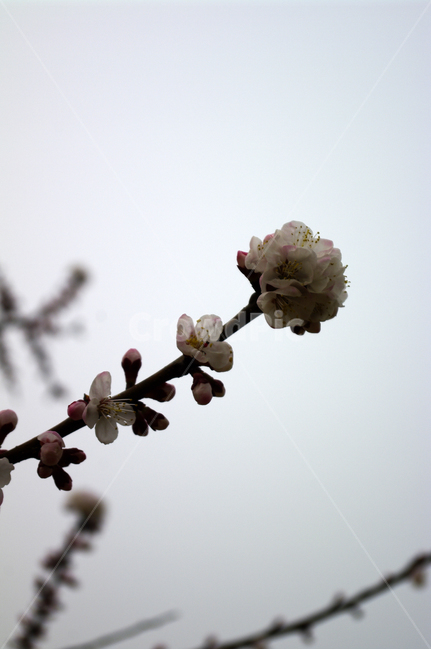 꽃,flower,매화,식물,plant,봄,spring,계절,식물,자연,plants,nature,꽃,flower