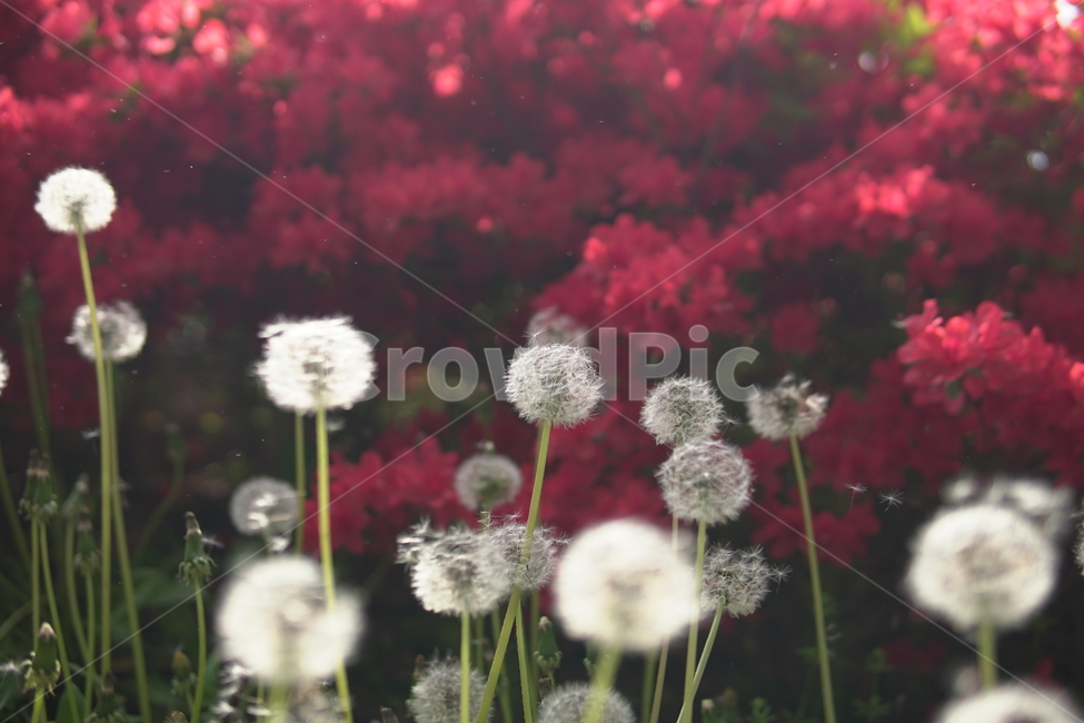 자연,민들레,민들레씨,빨강,red,봄,꽃
