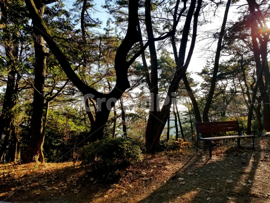 나무,경치,tree,평화,풍경,자연,nature,식물,plant,자연,풍경,nature,landscape