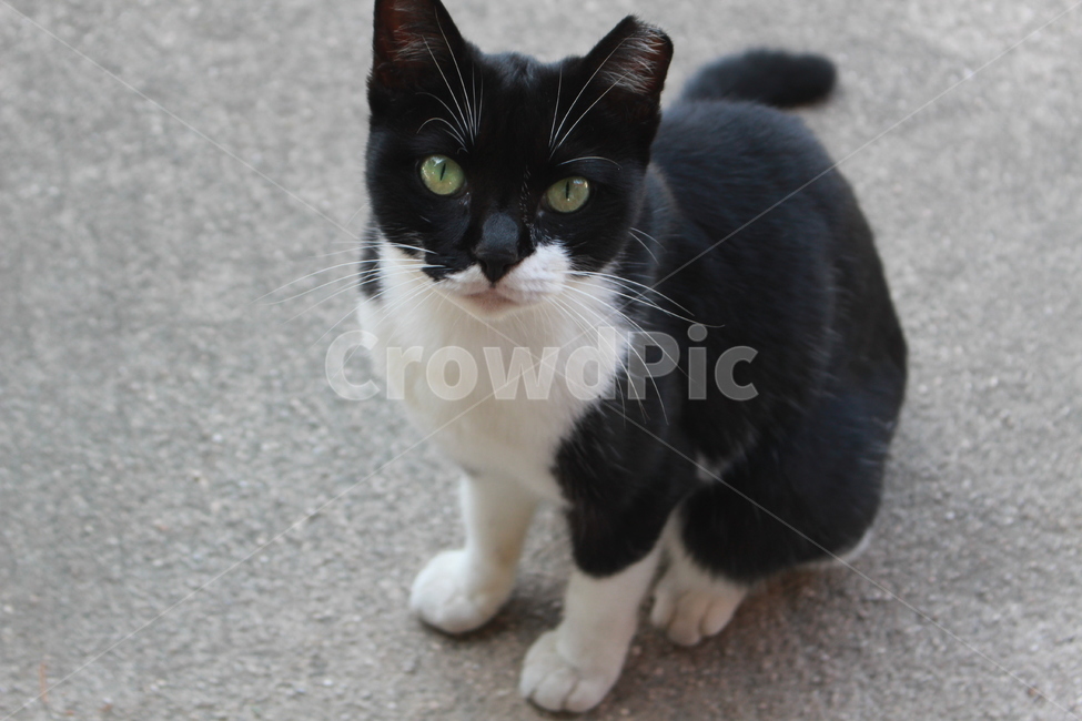 길고양이,고양이,검은고양이,얼룩고양이,pet,동물,animal,포유류,mammal,고양이,cat,kitten,kitty