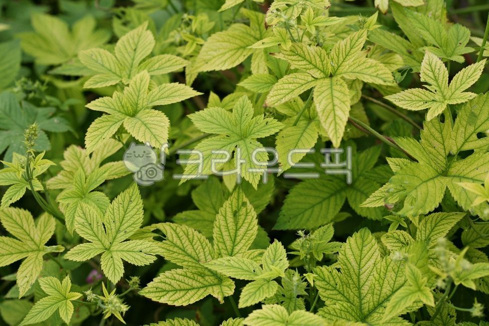 쇄기풀,식물,산야초,집초,nettle,패턴,leaf,잎,green,녹색,vegetation,초목