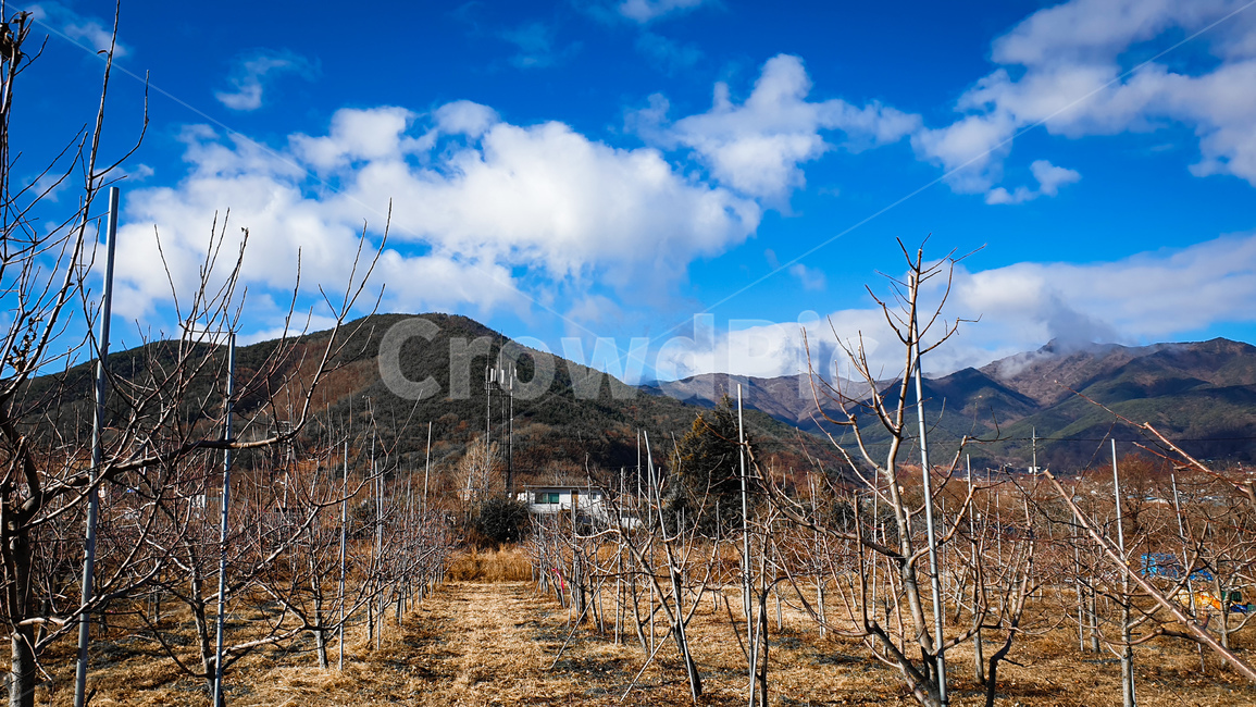 nature,자연,옥외,outdoors,사과,밭,나무,경관,사과밭,과수원,하늘,구름,파란