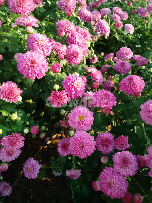 국화,꽃,plant,식물,flower,다년생초본식물,오상고절,관상식물,소국,식물,자연,plants,nature,꽃,flower