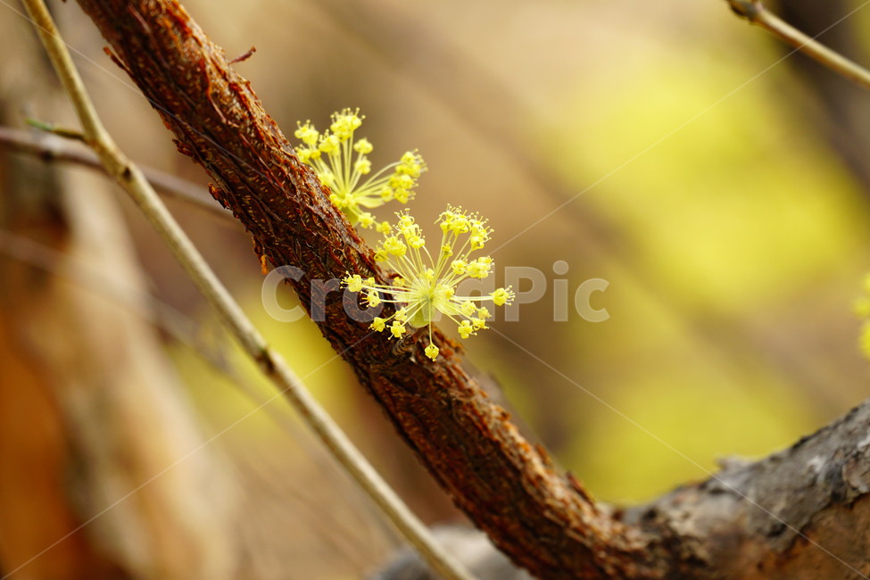 산수유,봄꽃,한국자연,꽃,꽃사진,플라워,flower,봄,spring,식물,plants,자연,nature,풍경,landscape,계절,season,snap,스냅,접사,macro,closeup,클로즈업,감성사진,감성,힐링,healing,느낌,feel,feeling,꽃밭,화단,나무,나뭇가지,tree,꽃봉오리,4월,April,봄,계절,spring,season,식물,자연,plants,nature,꽃,flower,plant