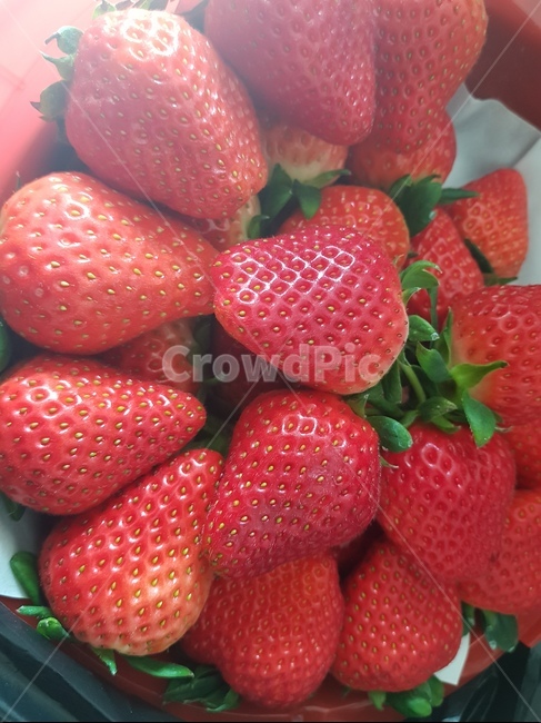 딸기,봄,신선,과일,빨강,음식,식재료,요리,food,cook,meal,dishes,food reserves,과일,열매,fruit