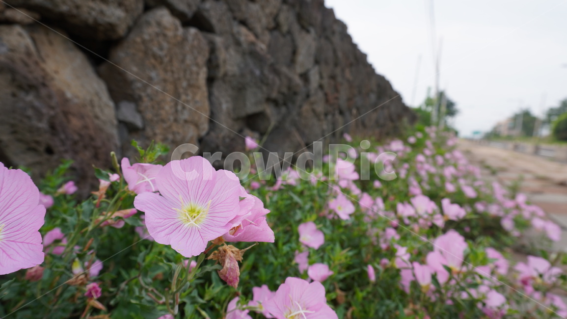 분홍낮달맞이,꽃달맞이꽃,꽃,flower,plant,식물,식물,자연,plants,nature,꽃,flower