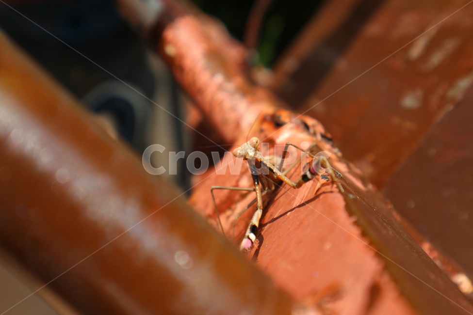 사마귀,곤충,자연,생물,동물,동물,animal,곤충,벌레,insect,bug
