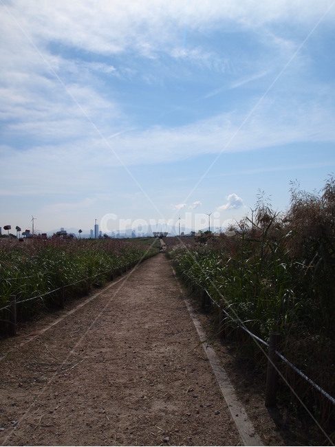 하늘공원,꽃길,가을길,하늘길,하늘,길,가을,계절,fall,autumn,season,road,도로,asphalt,아스팔트,gravel,자갈,dirt road,흙길