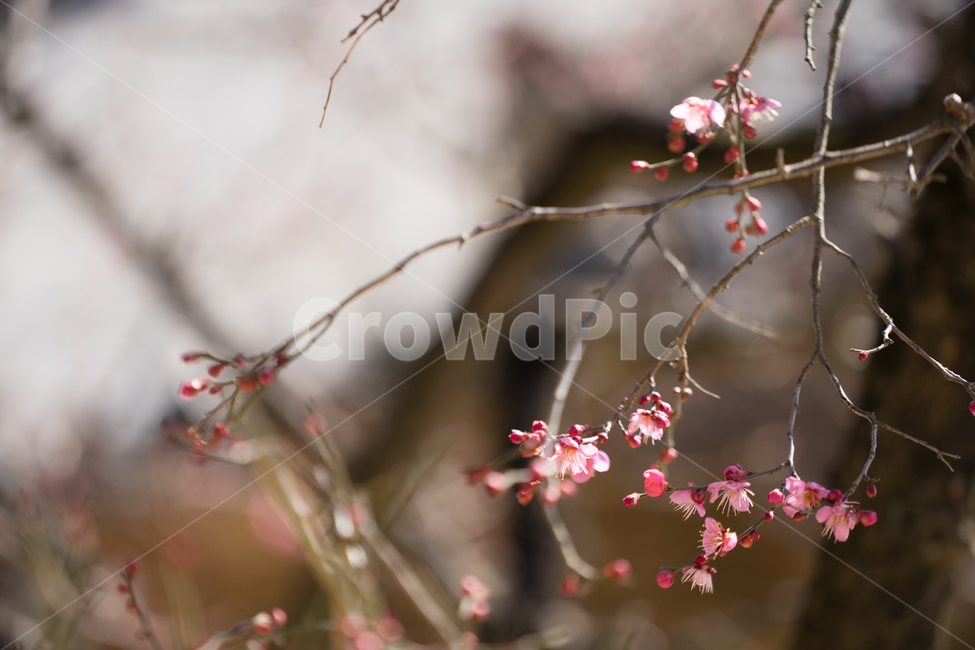 봄,꽃,봄꽃,매화,자연,감성,따스함,봄,계절,spring,season,식물,자연,plants,nature,꽃,flower,plant