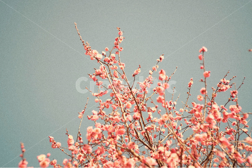 꽃,매화,홍매화,분홍색,하늘,식물,자연,flower,pink,sky,nature,plant,식물,자연,plants,nature,꽃,flower,감성,sensible,feeling,색깔,색상,색채,색감,color sense,color sensitivity,feeling of color