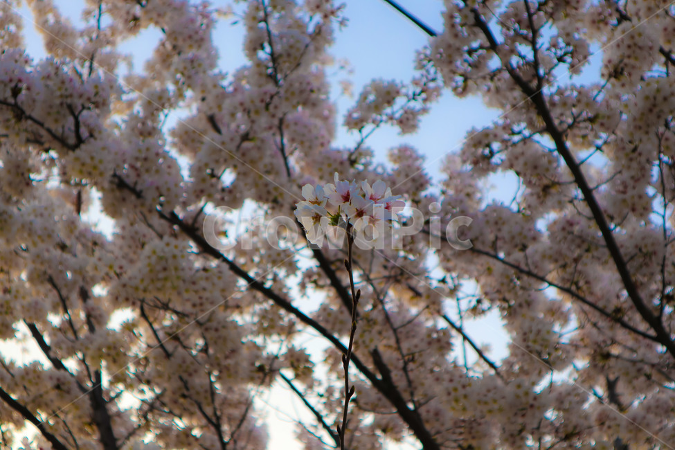봄,벛꽃,나무,꽃,일상,풍경,감성,봄,계절,spring,season,식물,자연,plants,nature,꽃,flower,plant,blossom