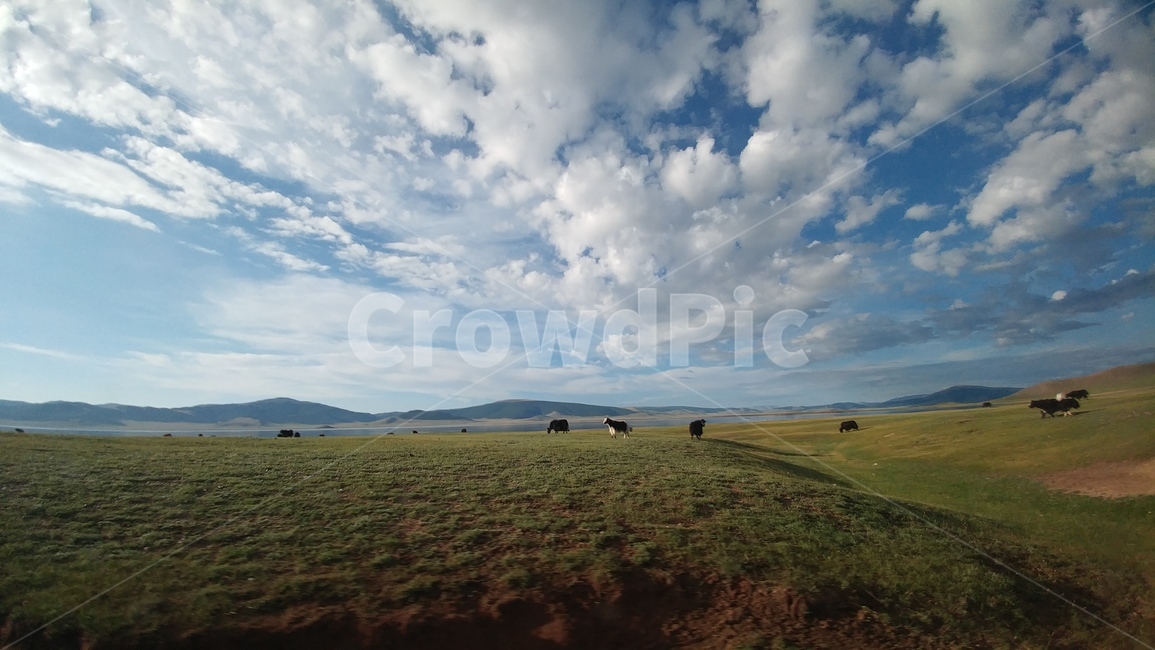 몽골,초원,여행,nature,자연,cow,날씨,weather,소,가축,animal,동물,field,들,grassland,목초지