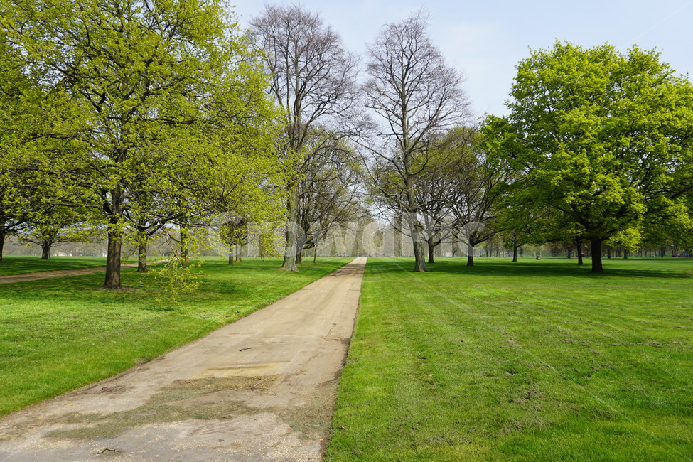공원,숲,나무,오솔길,잔디,푸른,그린,초록이,신선,하늘,grass,park,garden,green,식물