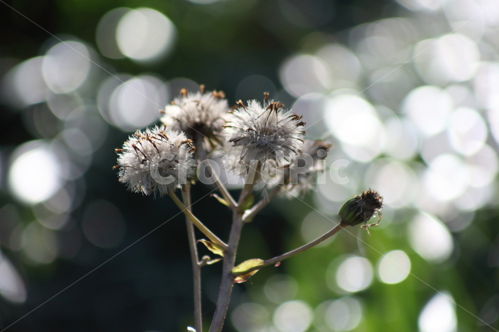 씨앗,종자,번식,식물,seed,털머위,식물,자연,plants,nature,꽃,flower