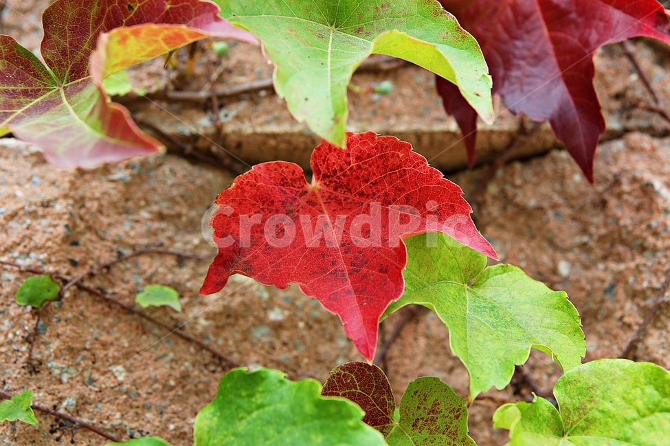 단풍,붉은색,색감,색깔,식물,자연,넝쿨식물,잎,가을,계절,fall,autumn,season,식물,자연,plants,nature,leaf,plant,veins,정맥,ground,바닥
