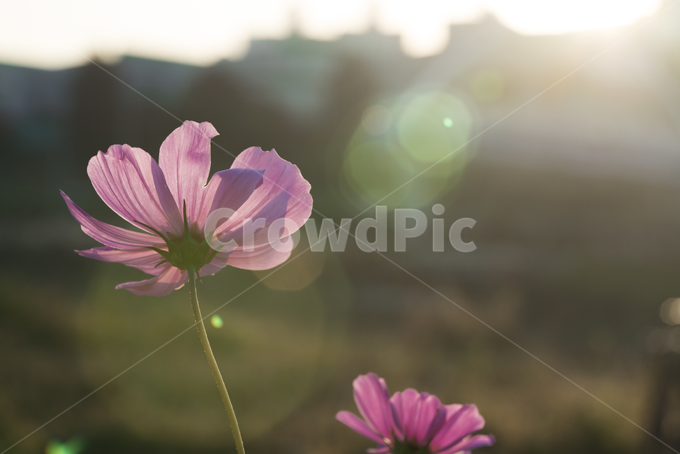 꽃,가을,계절,생명,생물,플라워,flower,코스모스,가을,계절,fall,autumn,season,식물,자연,plants,nature,꽃,flower