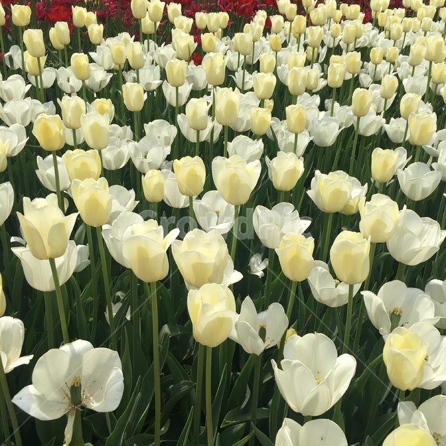 꽃,자연풍경,튤립,flower,색감,color,white,식물,자연,plants,nature,꽃,flower