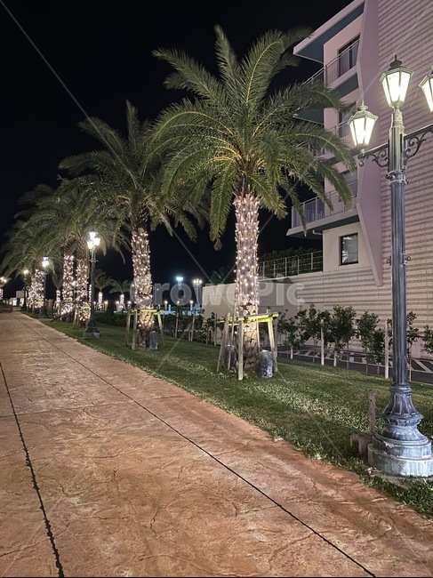 통로,path,나무,식물,야자수,야자,밤,산책,산책로,램프,night,mood,walk,park