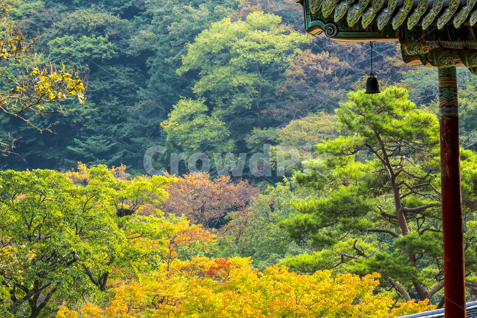 자연,계절,가을,산,백암산,절,백양사,처마,풍경,단풍,건축,고건축,단청,건물,집,기둥,지붕,식물,나무,소나무,잡목,옥외,outdoors,자연,풍경,nature,landscape,한국자연풍경,한국자연경관,korea nature landscape