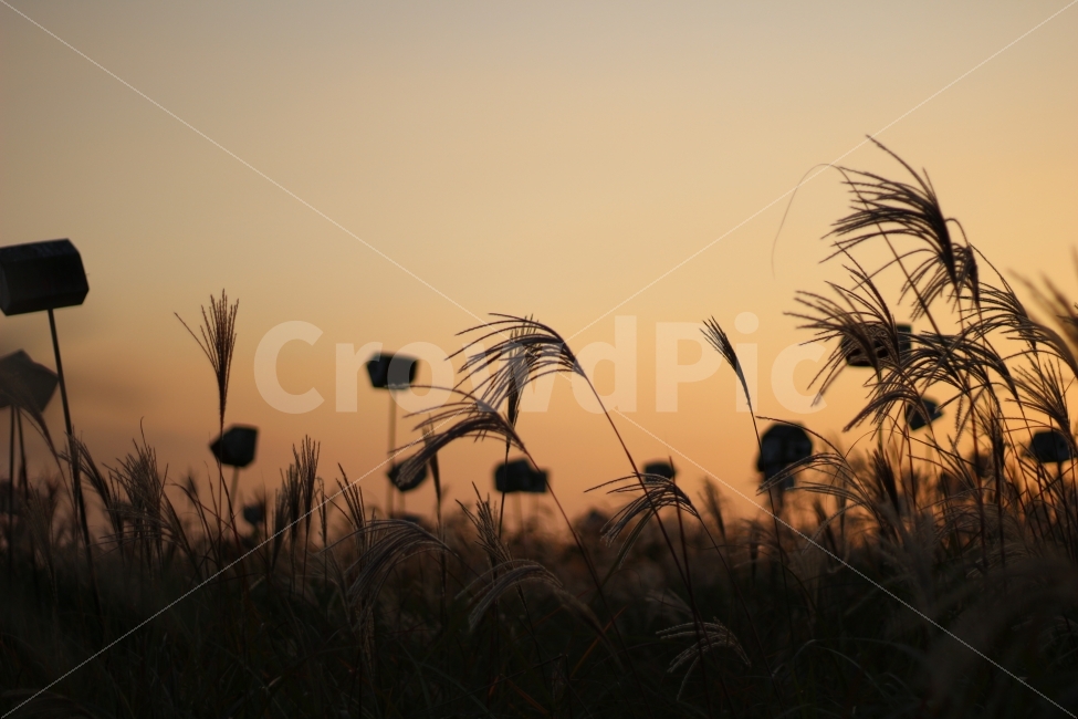하늘공원,노을,가을,억새,억새축제,저녁,밤,가을저녁,가을,계절,fall,autumn,season,자연,풍경,nature,landscape,한국자연풍경,한국자연경관,korea nature landscape,감성,sensible,feeling,grass,잔디,plant,식물,lawn,reed,갈대