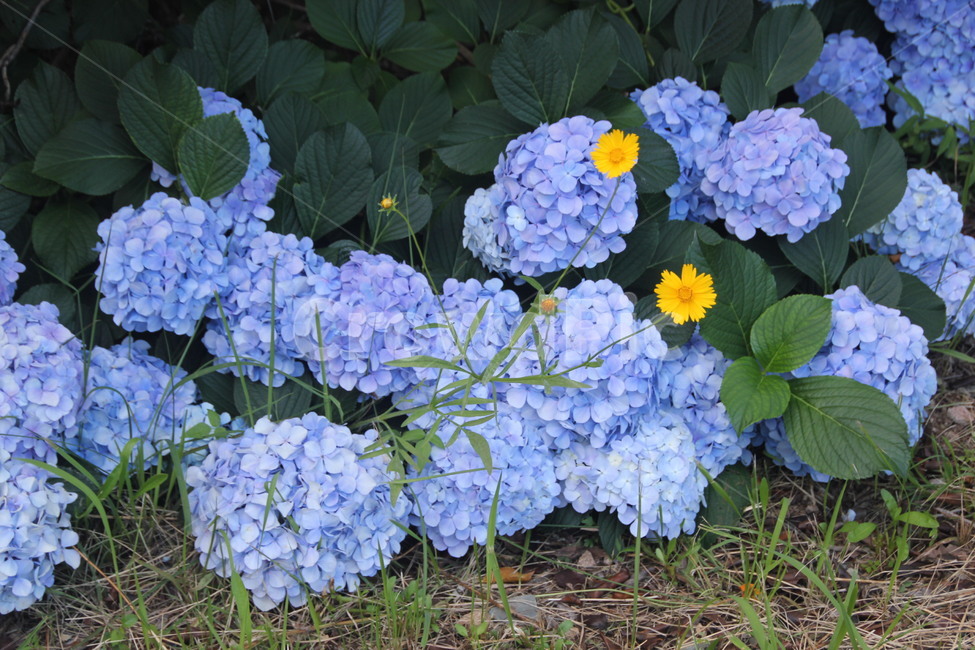blue flower,nature,yellow flower,hydrangea,flower