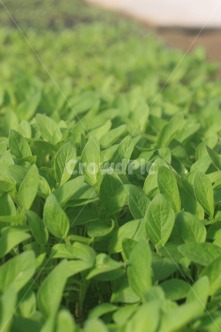 plant,식물,leaf,잎,seedling,모종,고추모종,파종기,파종