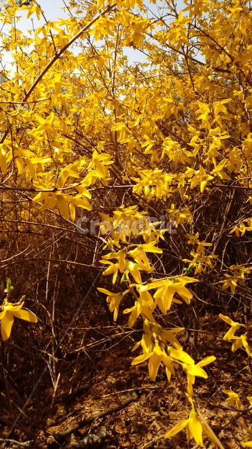 나무,식물,꽃,봄꽃,나무줄기,나무가지,봄,plant,tree,treetrunk,flower,blossom,꽃잎,노란색꽃,개나리