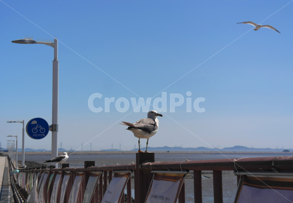 새,bird,갈매기,seagull,동물,animal,동물,animal,조류,새,birds
