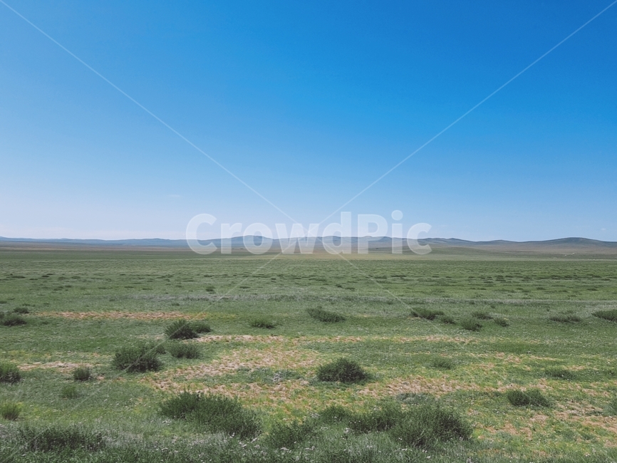 grass,잔디,식물,plant,자연,nature,field,들,몽골,초원,mongolia,하늘,sky