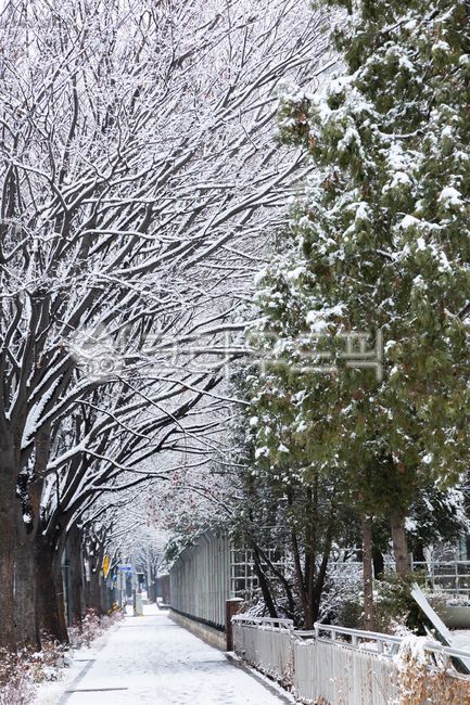 눈,나무,자연,가로수,쌓인,쌓여있는,겨울,한겨울,계절,폭설,길,가로수길,야외,추운,차가운,하얀색,흰,흰색,식물,풍경,날씨,눈오는,눈내린,눈쌓인,12월,snow,tree,nature,streettrees,treelinedstreet,road,street,winter,season,outdoor,cold,white,plant,frozen,trees,landscape,weather,december
